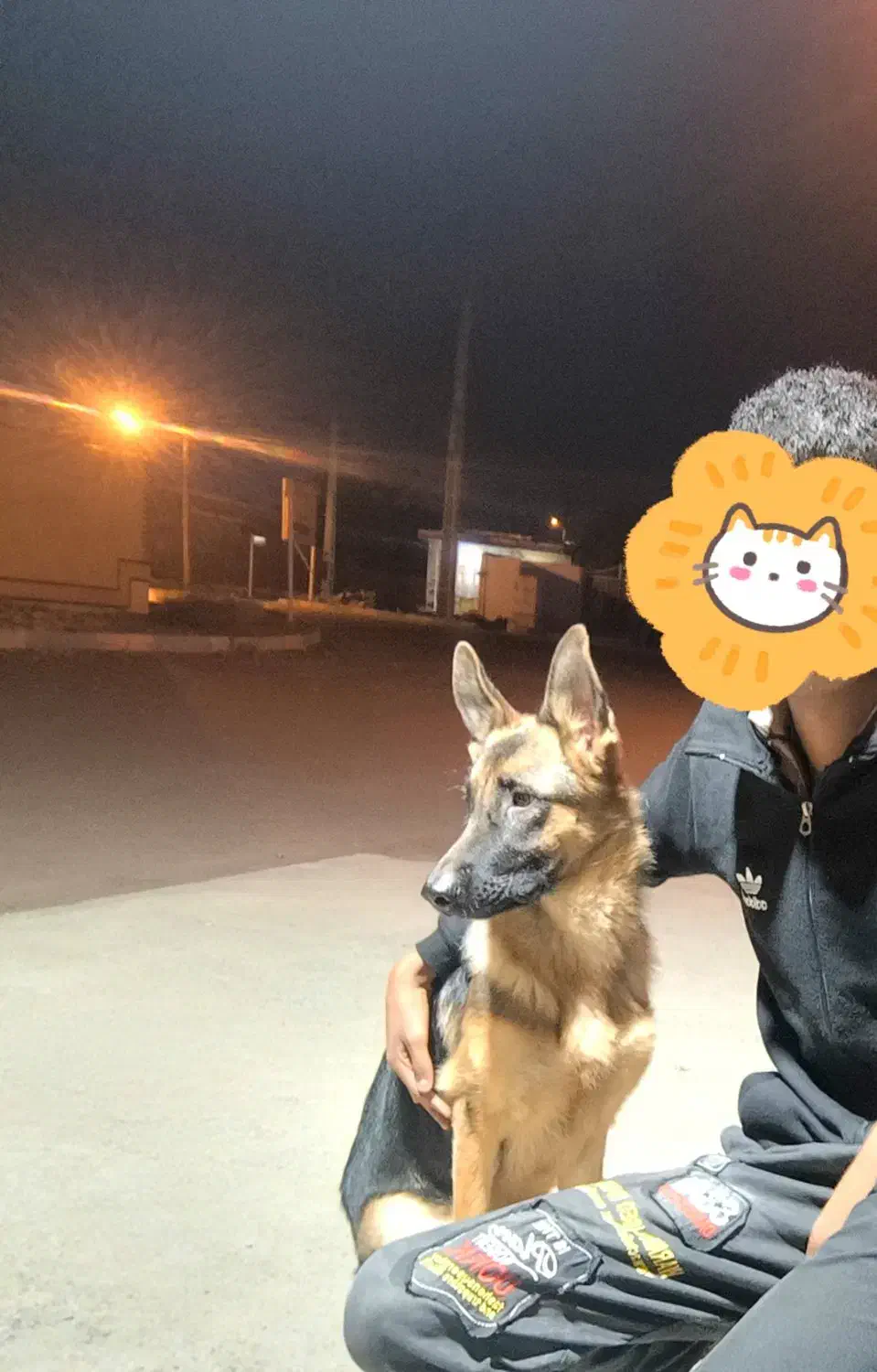 سگ ژرمن|سگ|بندرعباس, |دیوار