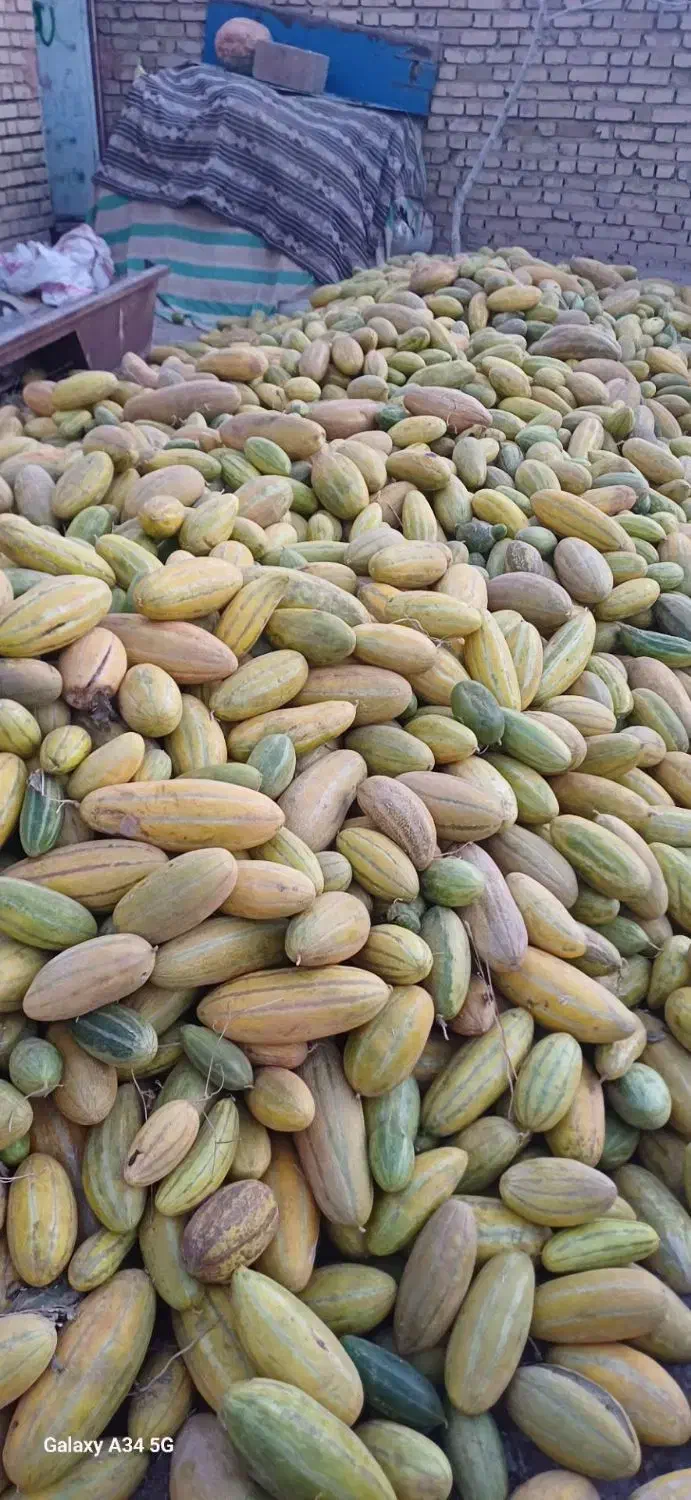 خربزه دامی|خوردنی و آشامیدنی|خوشاب, |دیوار