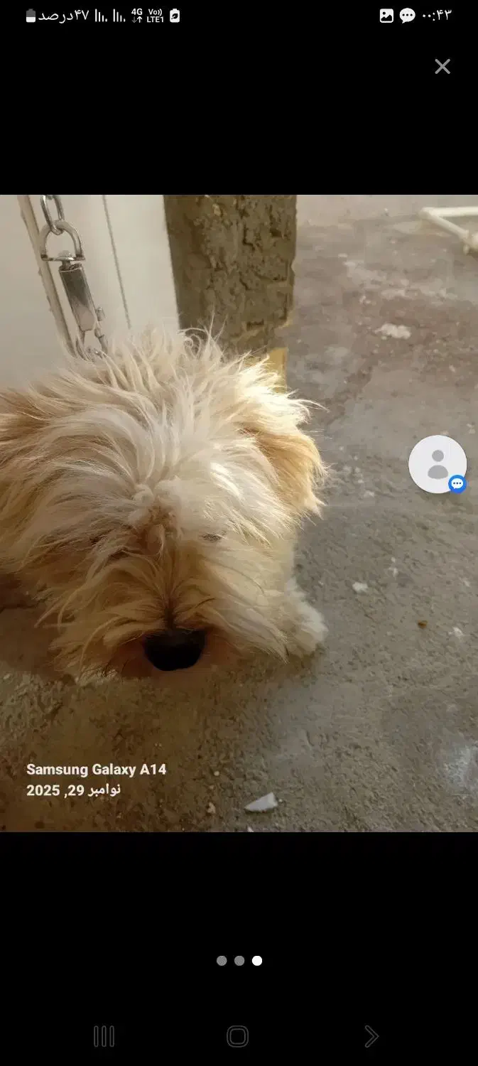 سگ گمشده|حیوانات|مبارکه, |دیوار