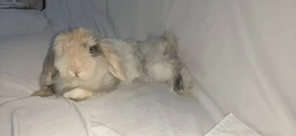 خرگوش نژاد لوپ نر دستی به فروش میرسد|موش و خرگوش|لنجان, |دیوار