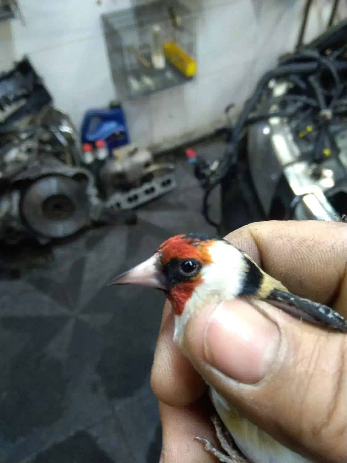 سهره|پرنده|تهران, امام زاده عبدالله|دیوار