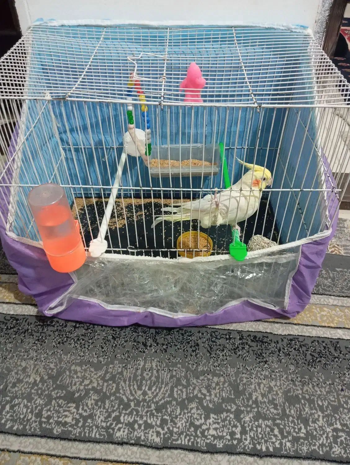 عروس هلندی|پرنده|مشهد, کشف|دیوار