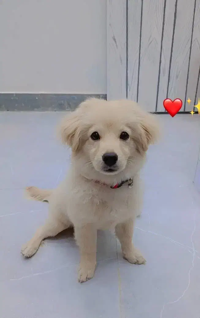 سگ پامرین|سگ|خمینیشهر, |دیوار