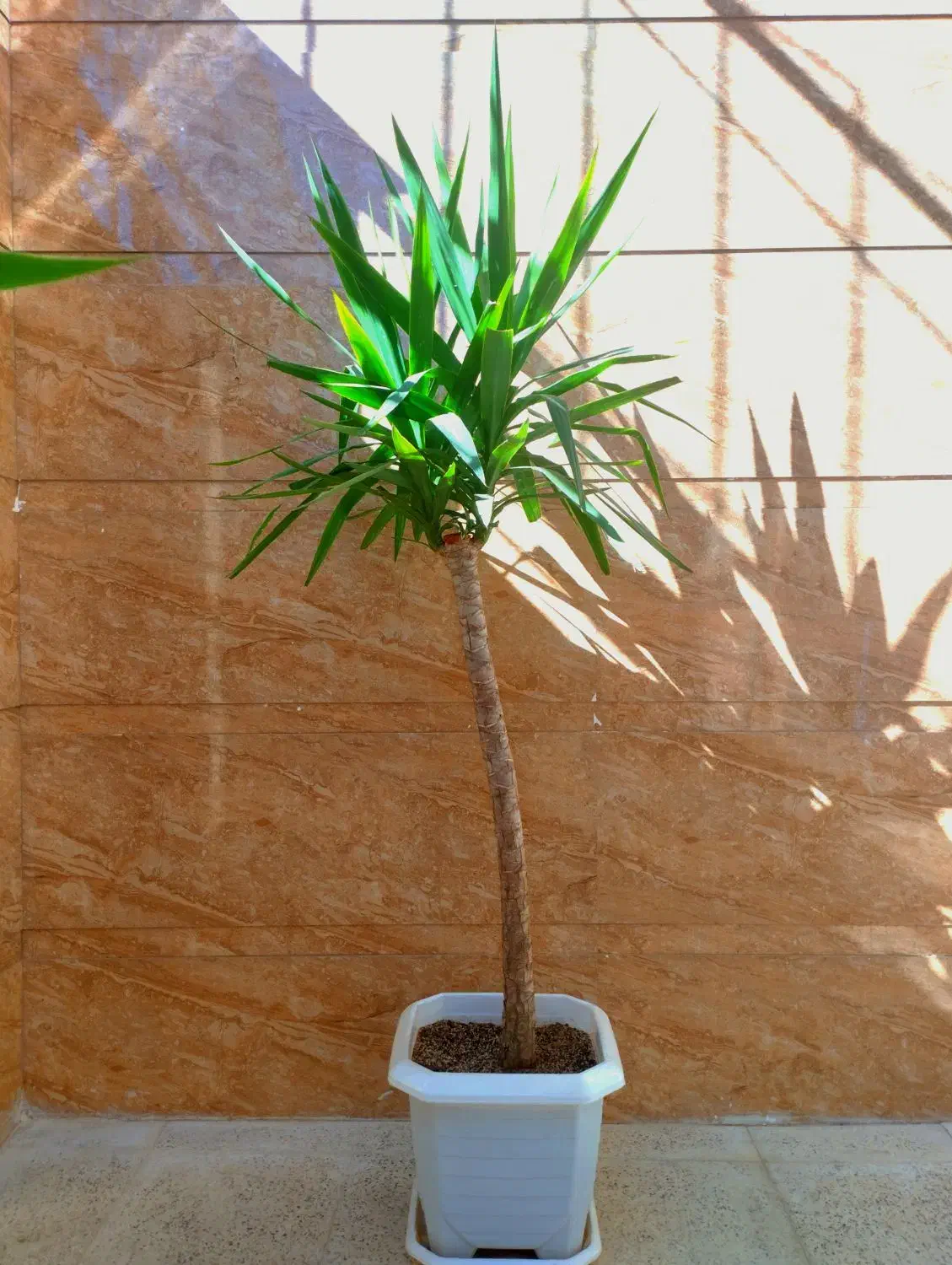 درخت یوکا|گل و گیاه طبیعی|صحنه, |دیوار