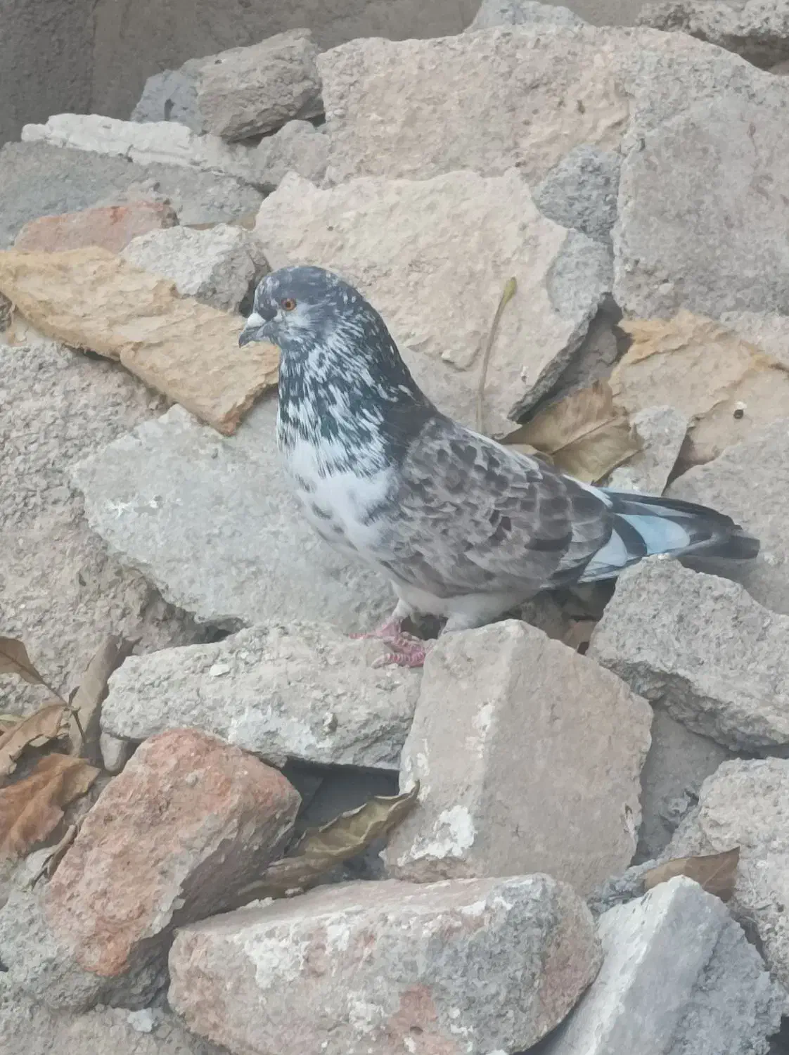 فراری|حیوانات|اردبیل, |دیوار