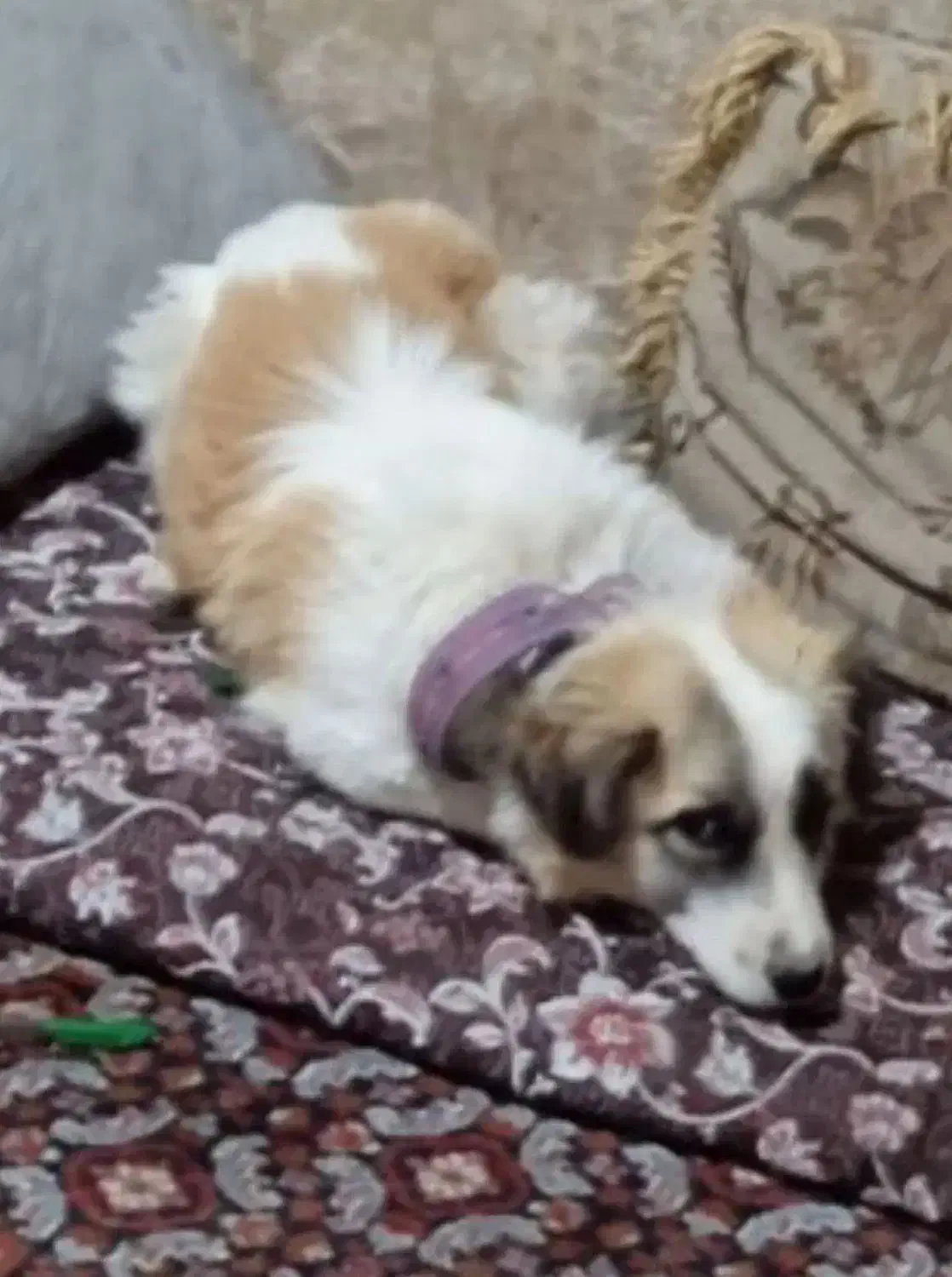 سگ دزدیده|حیوانات|زرند, |دیوار