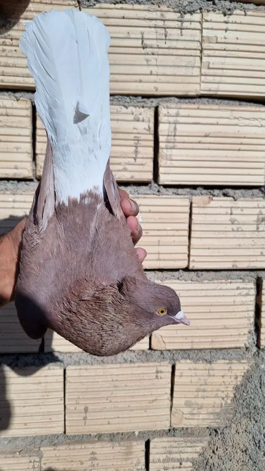 سرخ دم سفید کاکل|پرنده|فردوس (خراسان), |دیوار