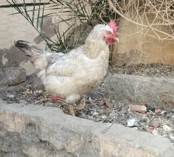 مرغ و خروس|حیوانات مزرعه|کاشان, امیرکبیر|دیوار