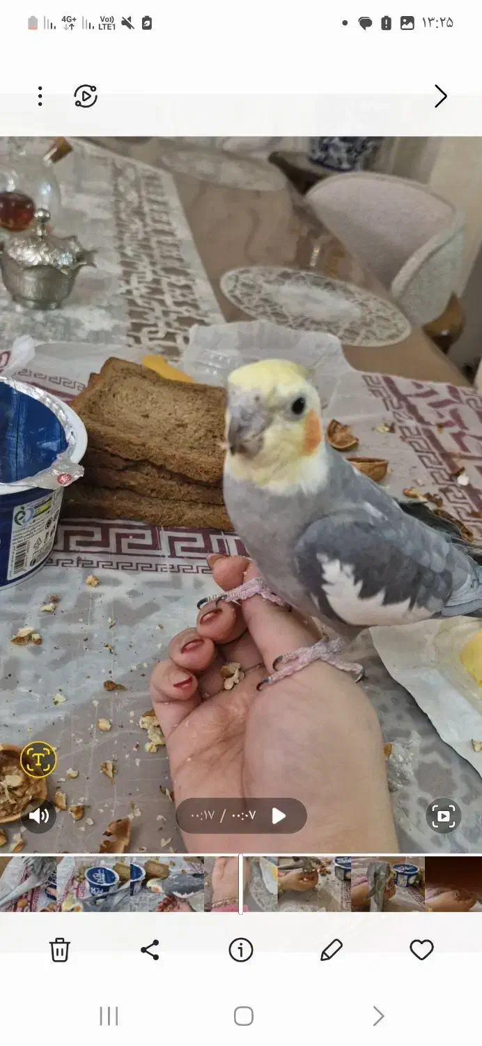 عروس هلندی|پرنده|سهند, |دیوار