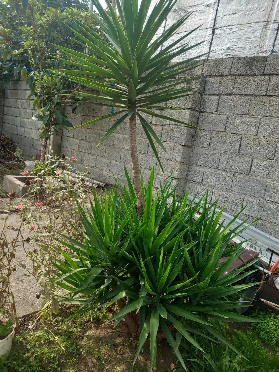 فروش درخت یوکا|گل و گیاه طبیعی|رودسر, |دیوار