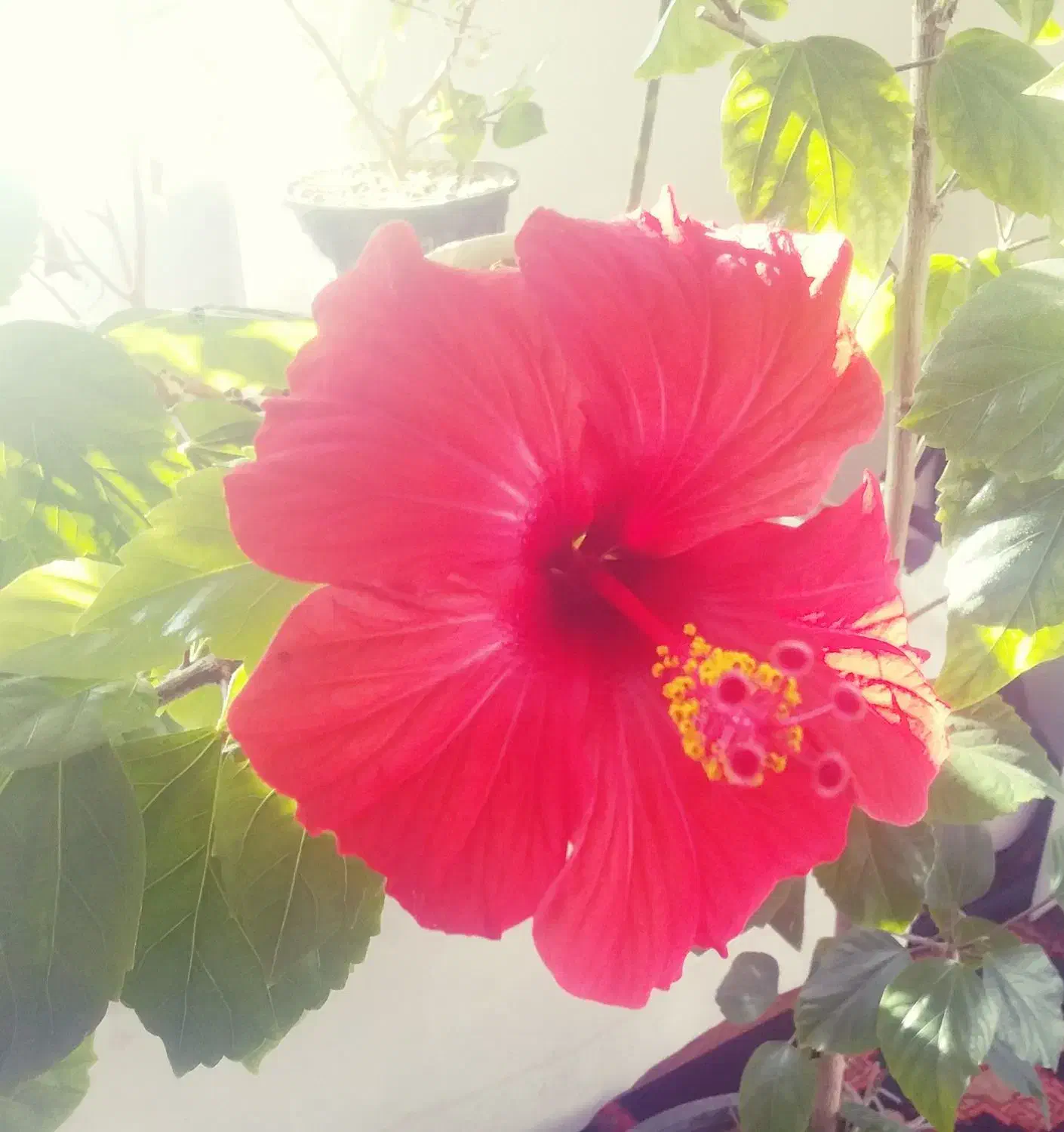 گل طبیعی (کادویی) ختمی چینی|گل و گیاه طبیعی|اردبیل, |دیوار