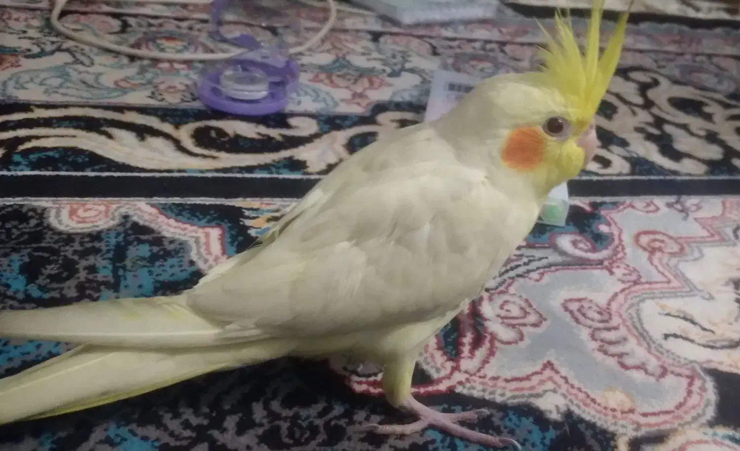 طوطی عروس هلندی|پرنده|رشت, گلزاران|دیوار