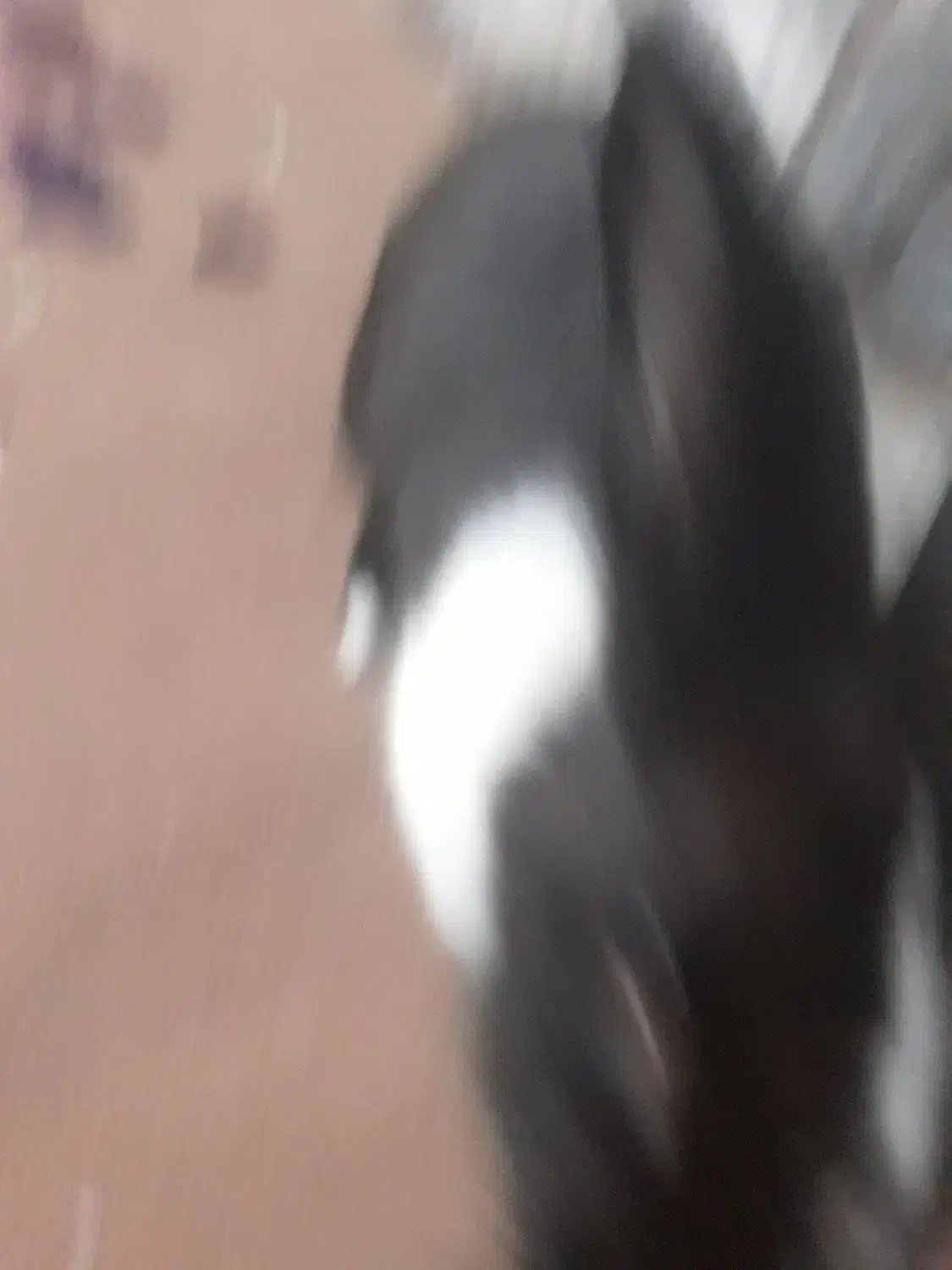 خرگوش احلی ماده|موش و خرگوش|بیرجند, |دیوار