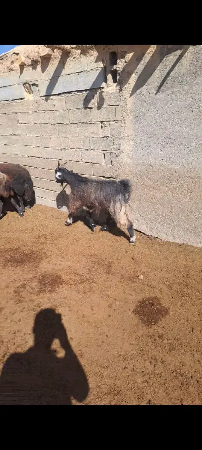 پنج بز ابستن شکم دوم|حیوانات مزرعه|سمیرم, |دیوار