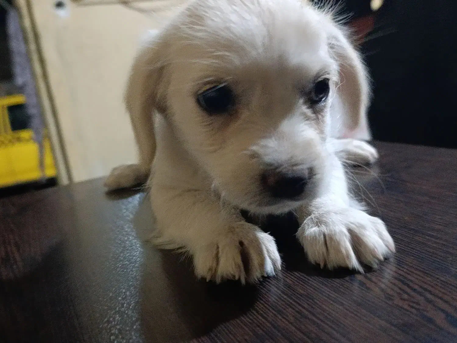 سگ پاکوتاه|سگ|بم, |دیوار