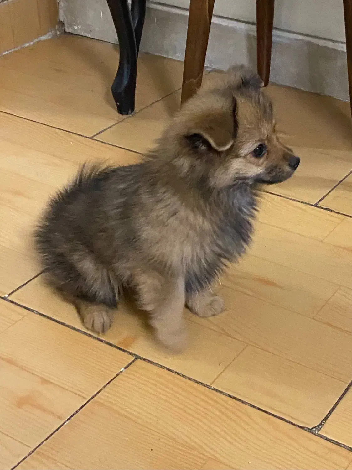 پامرین روباهی عروسکی بازیگوش|سگ|فردیس, فردیس|دیوار