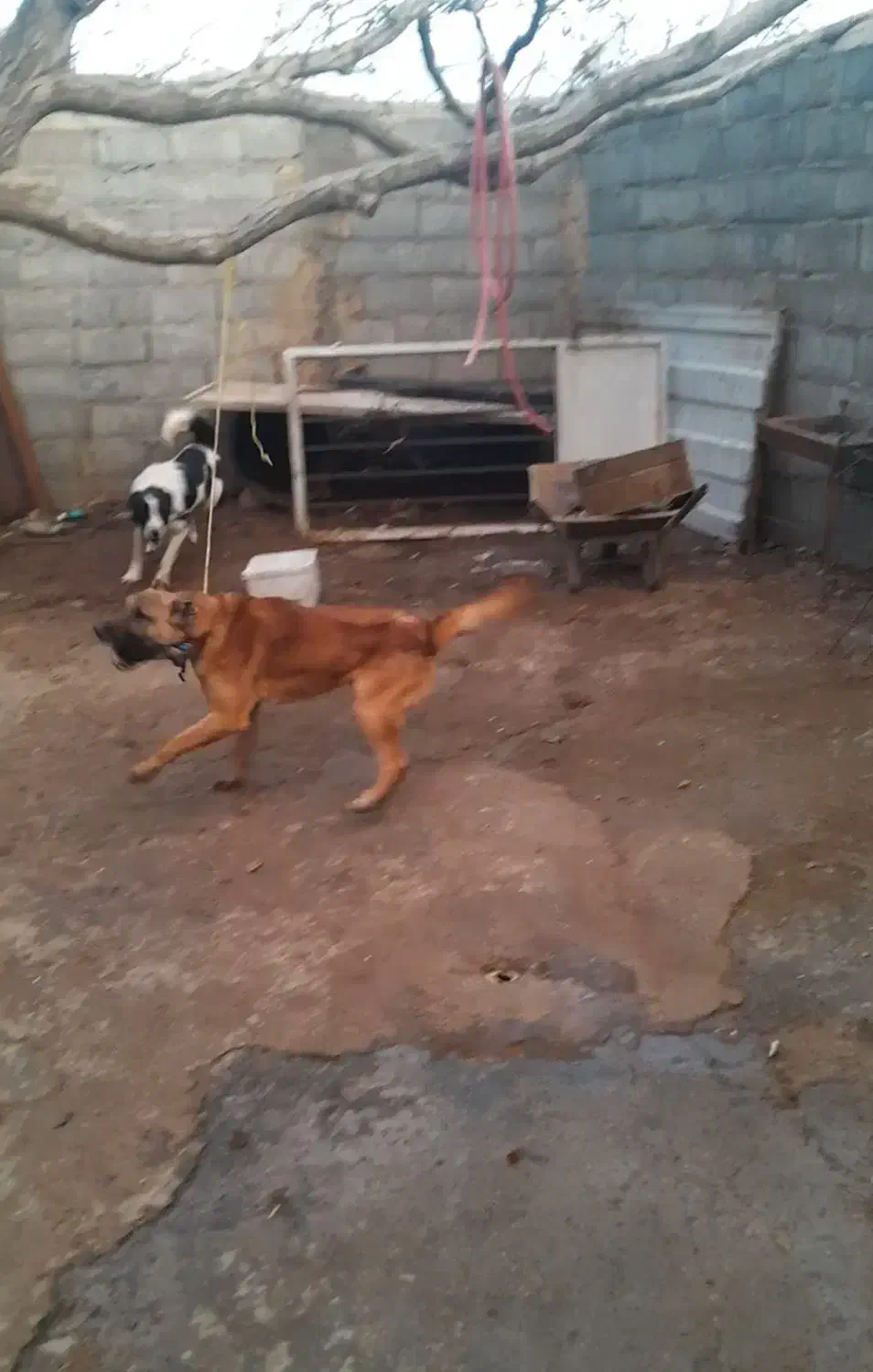 سگ نگهبان|سگ|زالیان, |دیوار