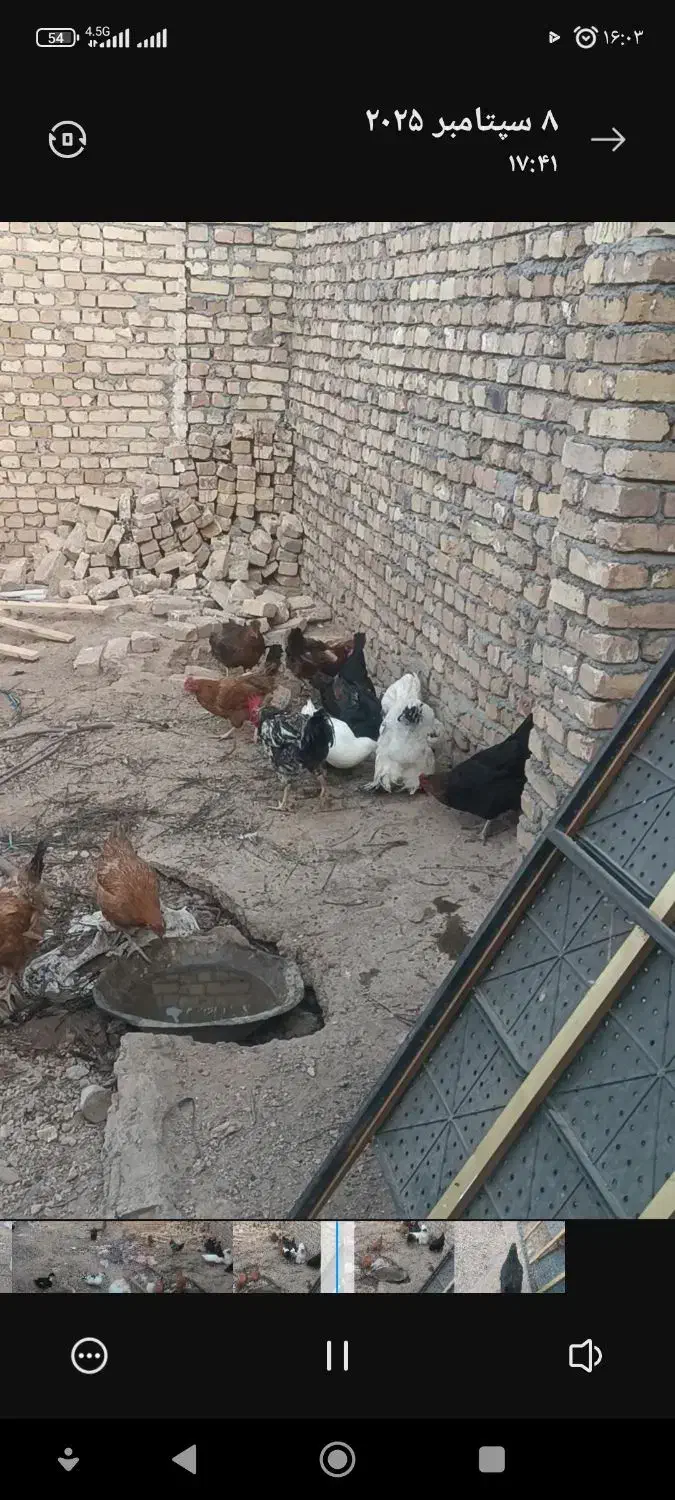 فروش مرغ و خروس محلی|حیوانات مزرعه|شال, |دیوار