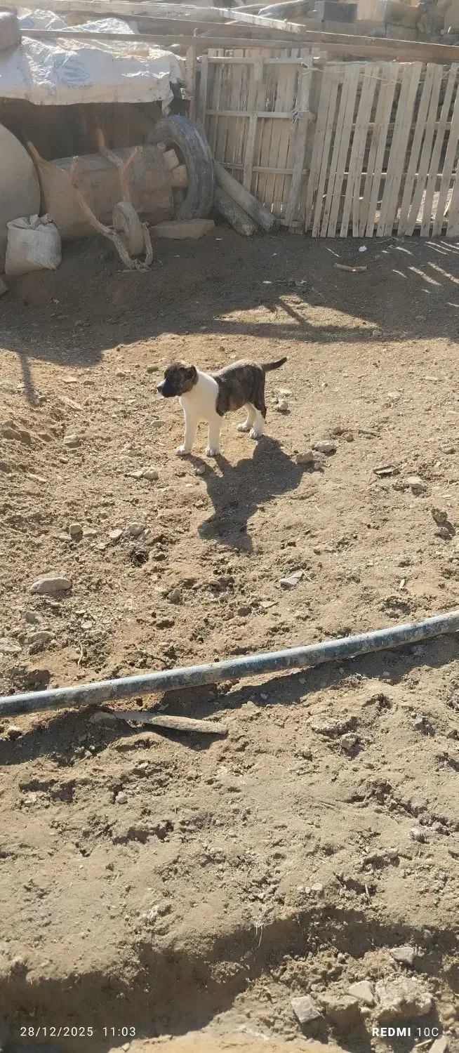 سگ ماده|سگ|رضویه, |دیوار