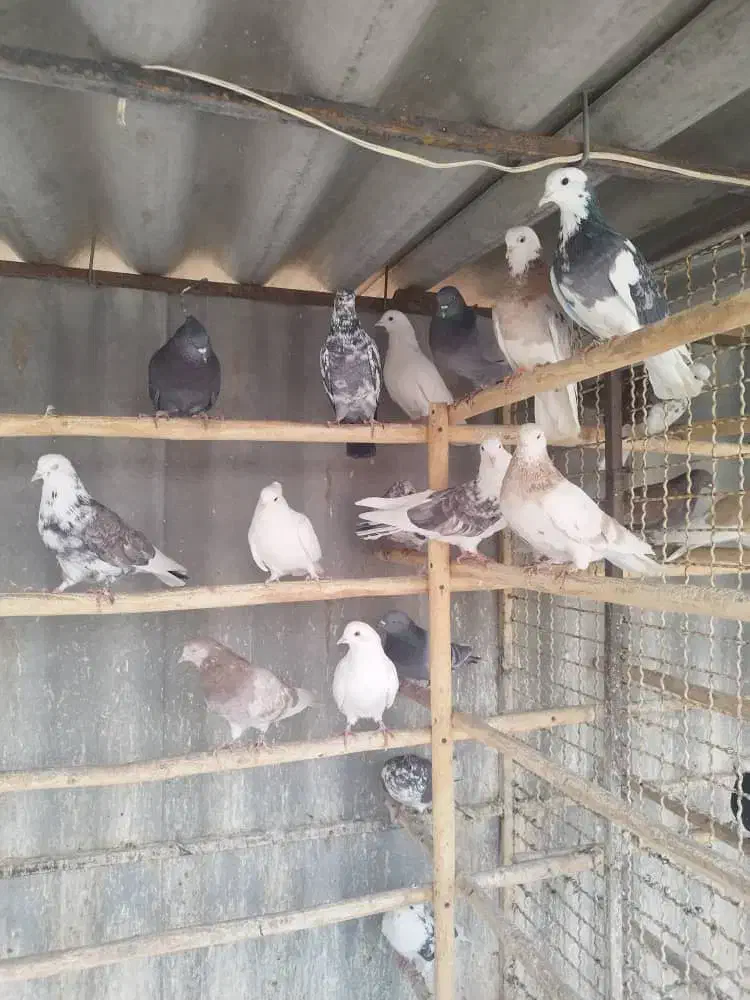 کبوتر بارجدیدرسید|پرنده|کوهدشت, |دیوار