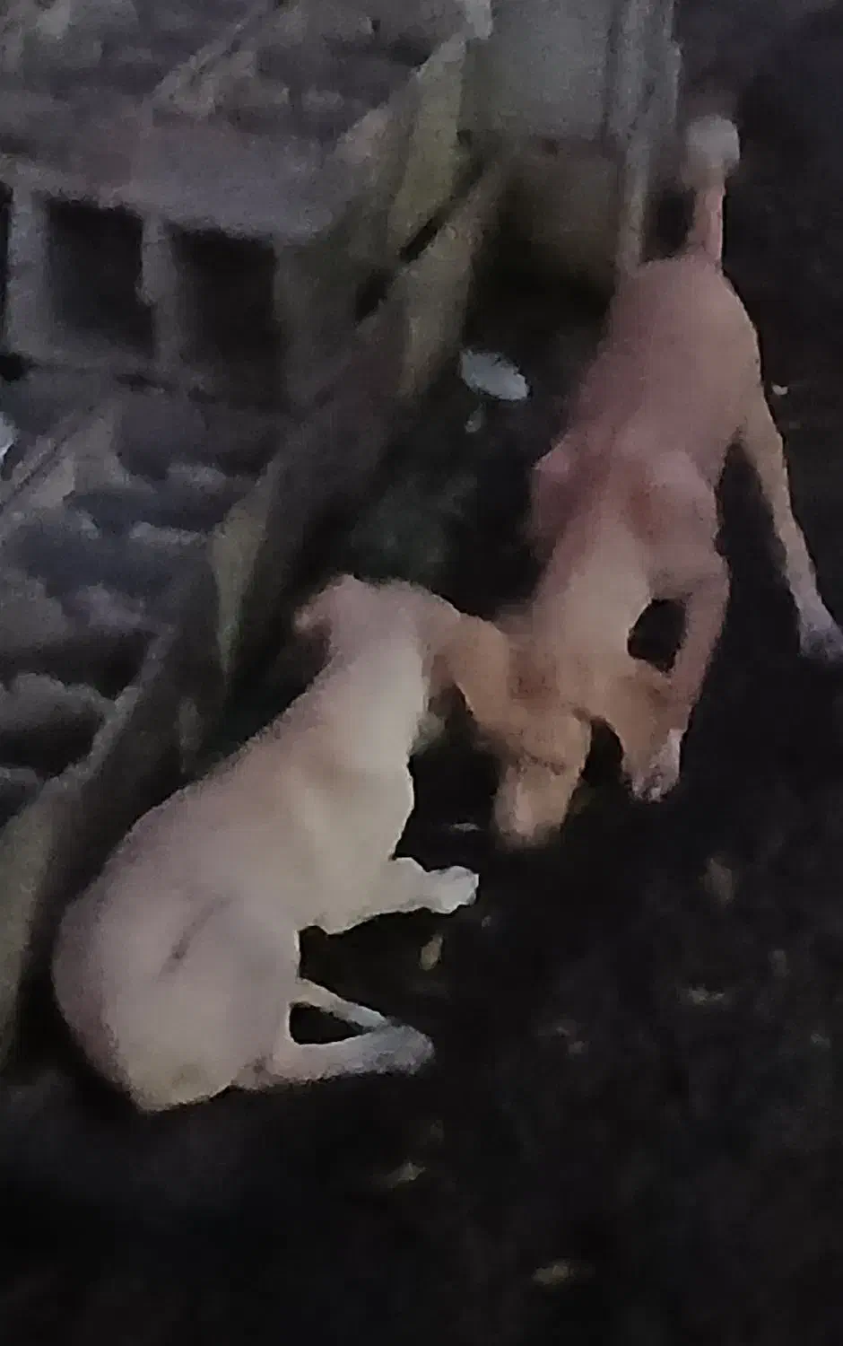 توله پوینتر شکاری|سگ|رودسر, |دیوار