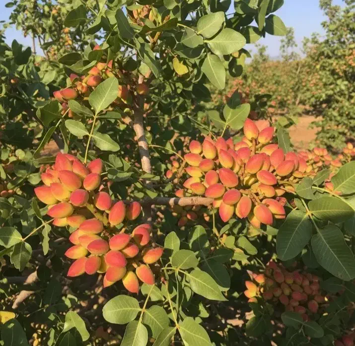 پخش انواع نهال های درجه یک با نژاد برتر|خدمات باغبانی و درختکاری|ابهر, |دیوار