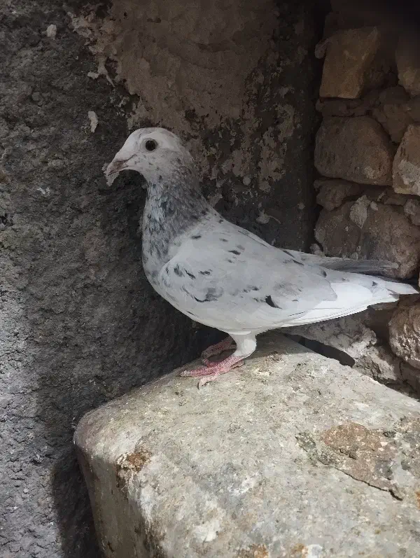 کبوتر ماده سار....|پرنده|بیرجند, |دیوار