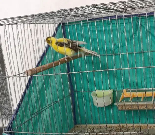 قناری نر|پرنده|اراک, |دیوار