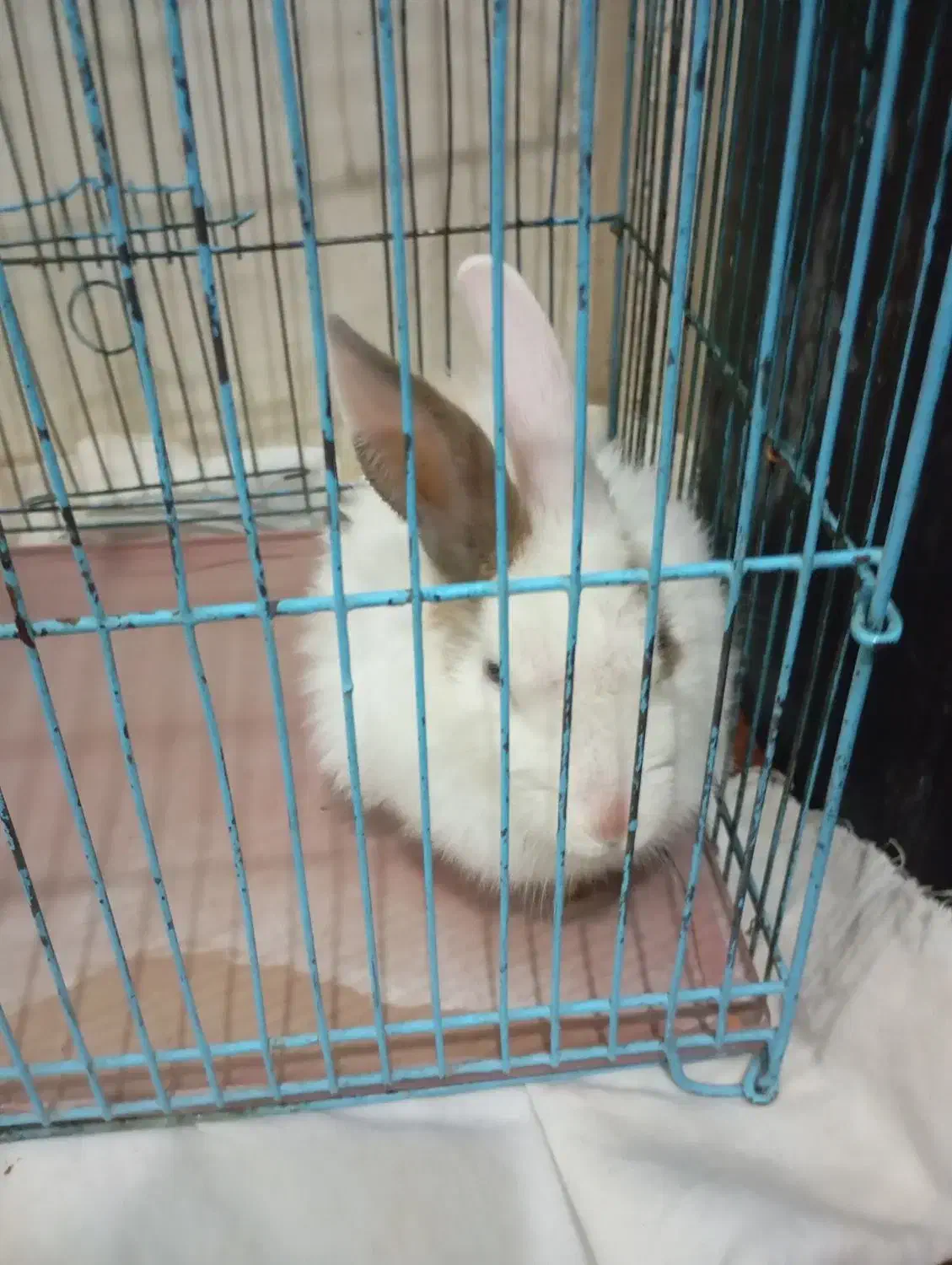 خرگوش سفید|موش و خرگوش|شاهدشهر, |دیوار