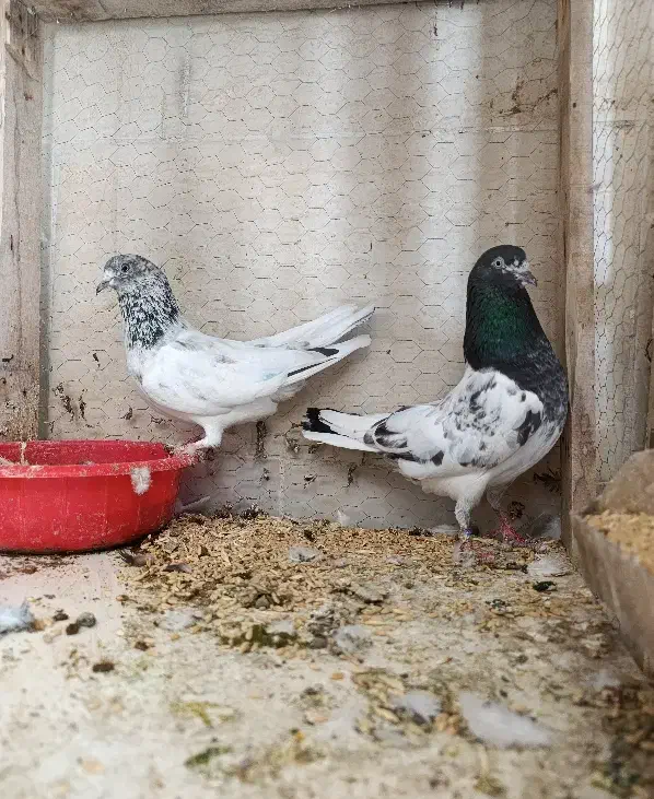 11عدد کفتر پرشی|پرنده|خلخال, |دیوار