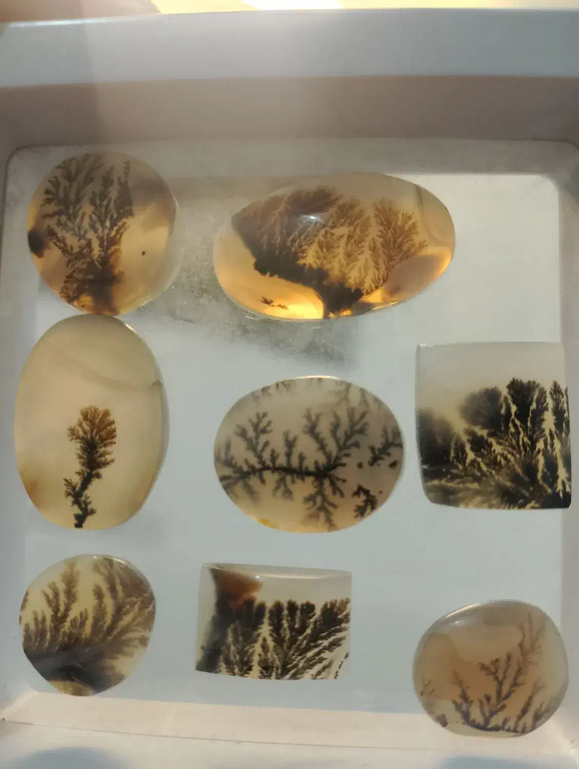 نگین سه پوست و باباقوری منظم اوپال و شجر و ...|جواهرات|قم, زنبیل آباد|دیوار