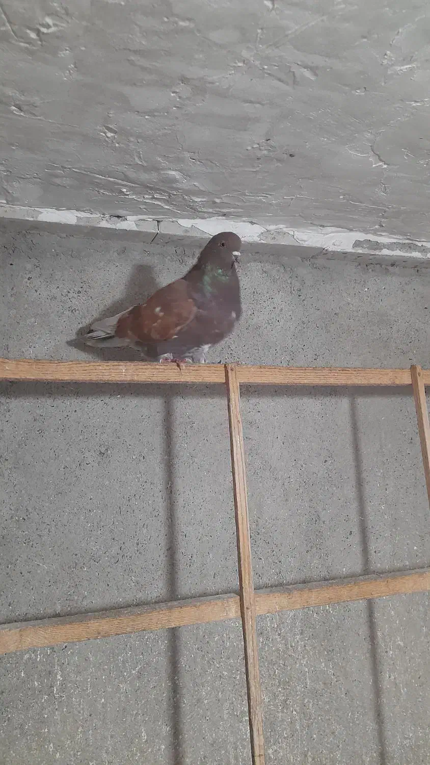 کبوتر های پروازی سنگین|پرنده|رشت, آتشگاه|دیوار