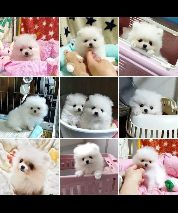 واگذاری پت های رنگارنگ|سگ|شیراز, شهرک گلستان|دیوار