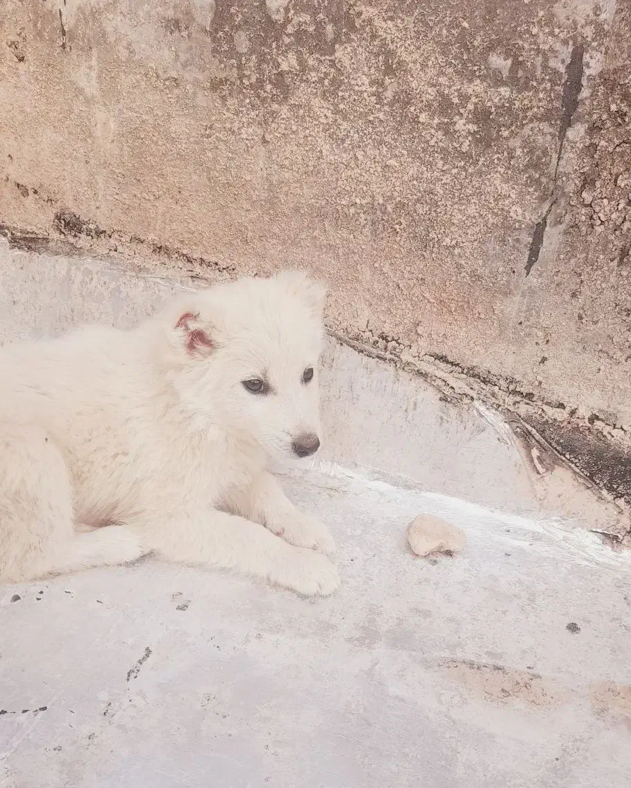 برفی|سگ|بهبهان, |دیوار