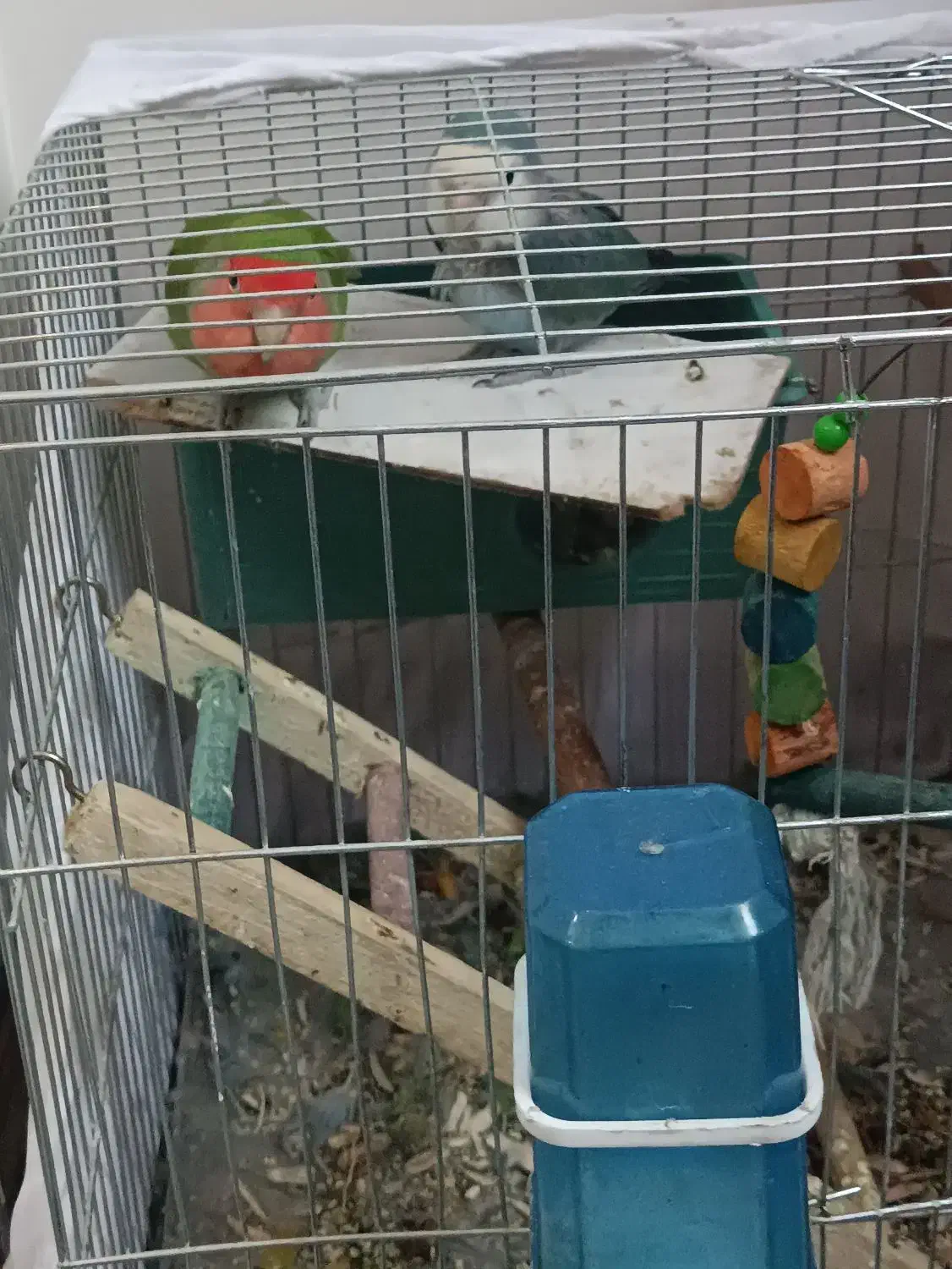 پرنده کوتوله برزیلی با وسایل این قیمت|پرنده|بومهن, |دیوار