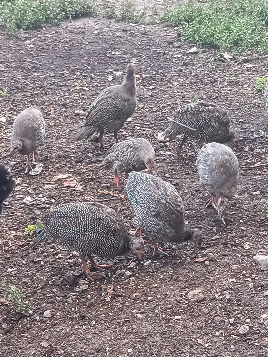 شاخدارسفیدطوسی|حیوانات مزرعه|رضوانشهر, |دیوار