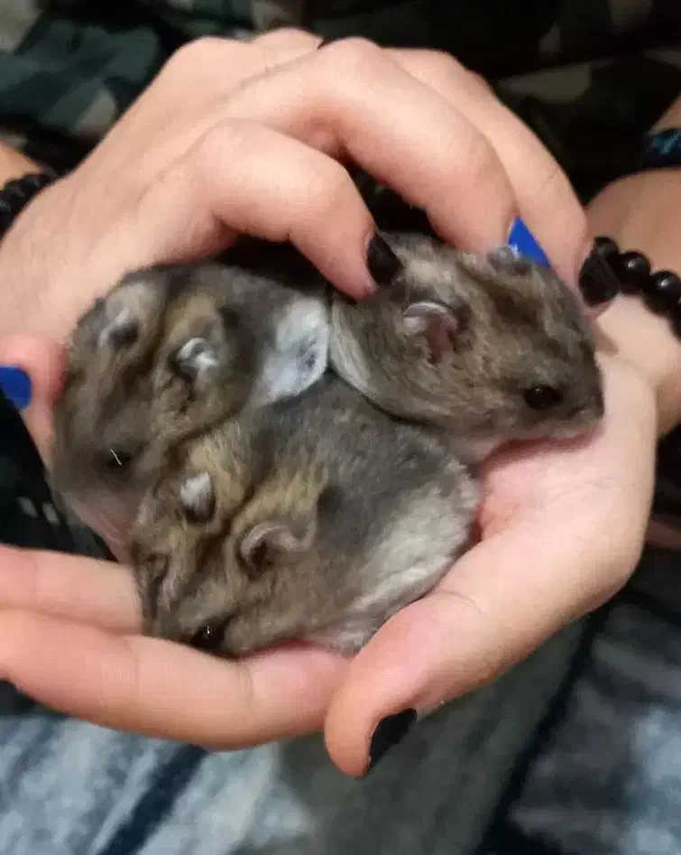 همستر کمپل روسی|موش و خرگوش|قزوین, |دیوار