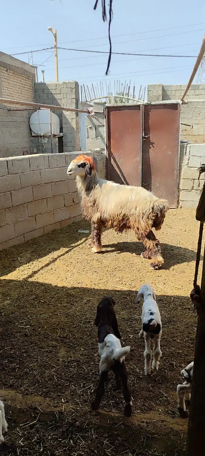 قوچ بختیاری|حیوانات مزرعه|شیراز, بید زرد|دیوار