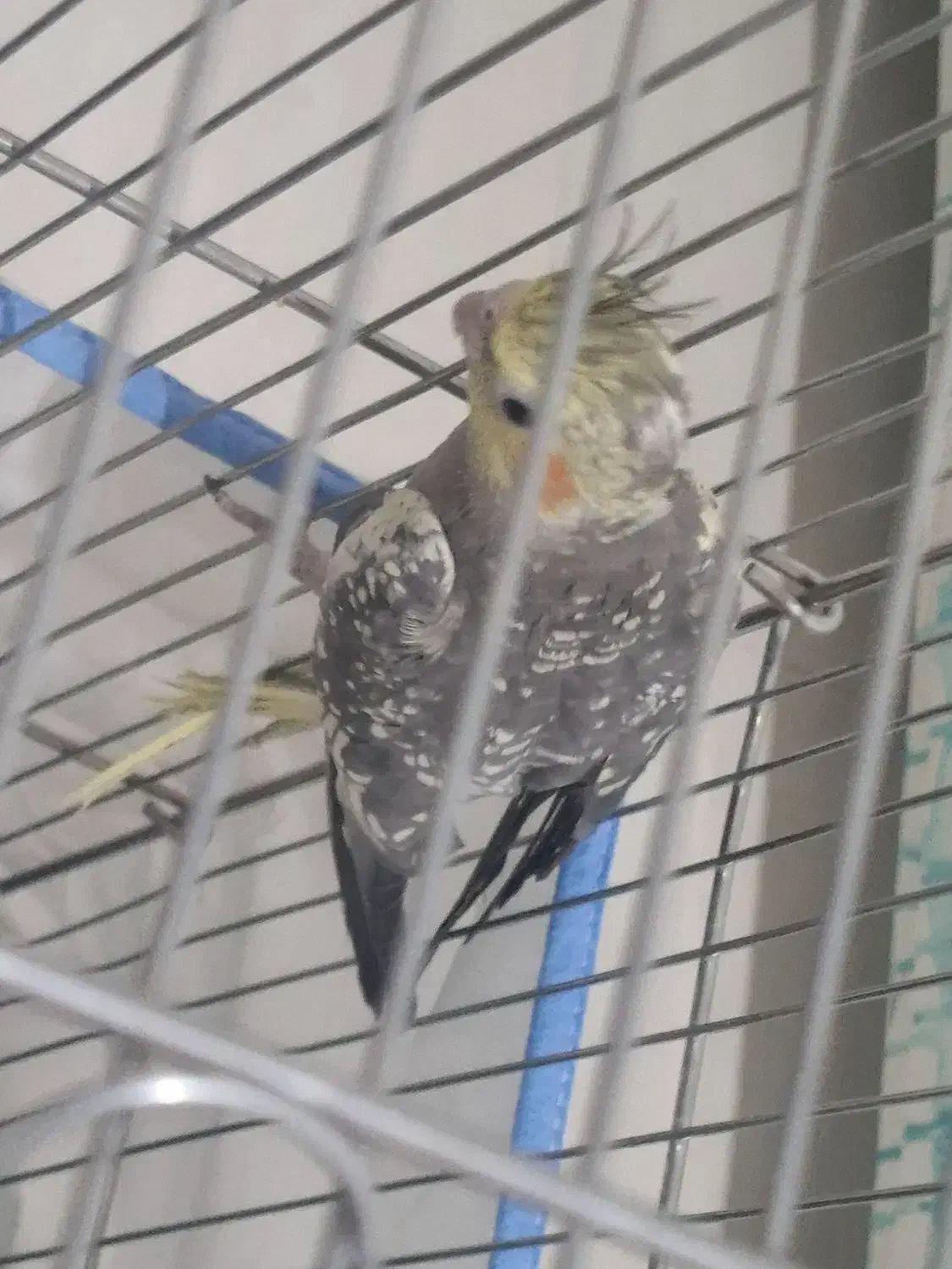 عروس هلندی|پرنده|صحنه, |دیوار