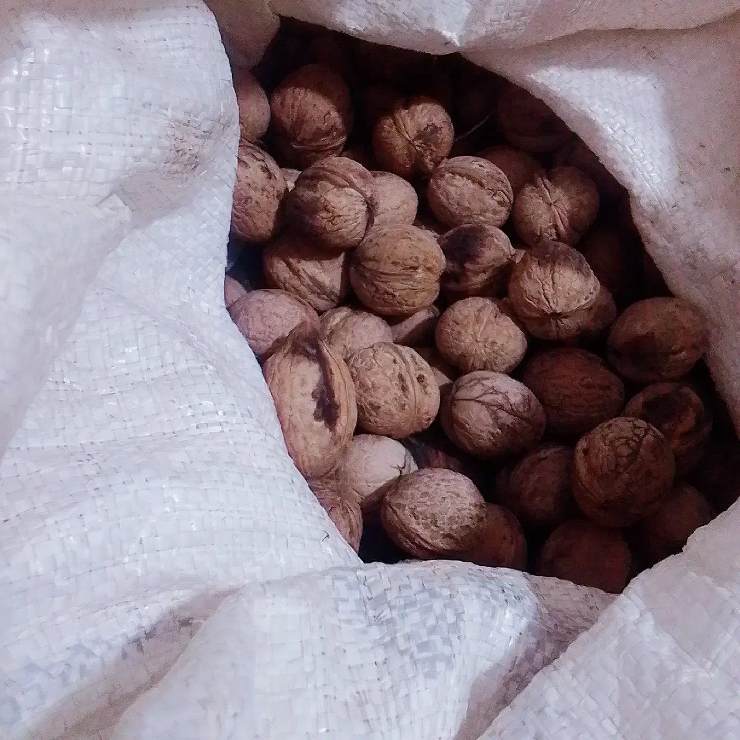 گردو میفروشم قیمت 350یا 380|خوردنی و آشامیدنی|بکتاش, |دیوار