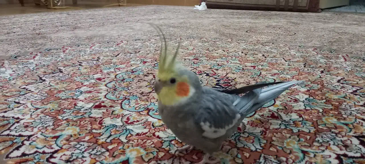 عروس هلندی نر|پرنده|اسلامشهر, مظفریه|دیوار