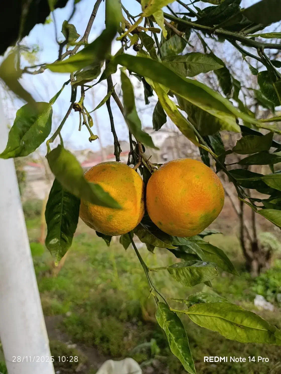 میوه نارنج آبدار|عمده‌فروشی|بندر انزلی, نوغان|دیوار