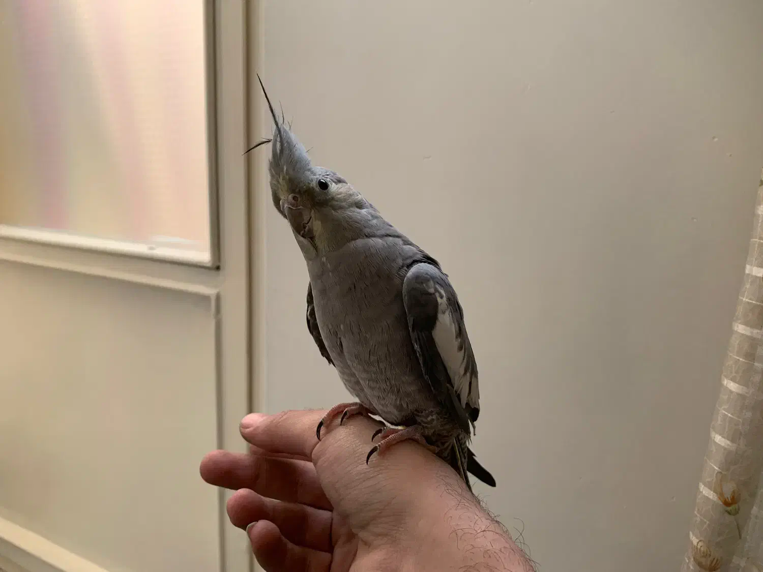 عروس هلندی نر دستی و باهوش و سخنگو با قفس|پرنده|تهران, جیحون|دیوار