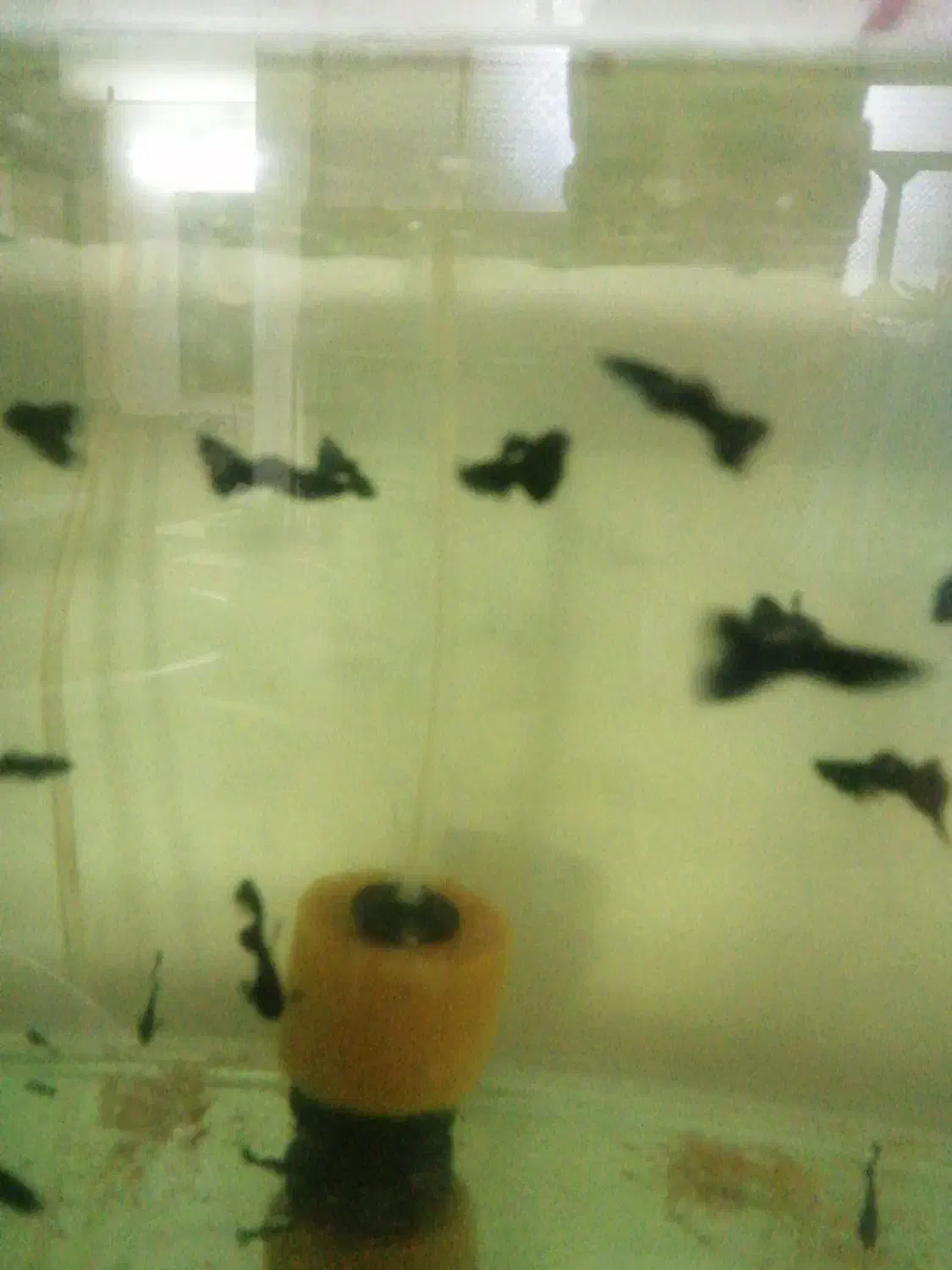 ماهی گوپی فول بلک|ماهی|سمنان, |دیوار