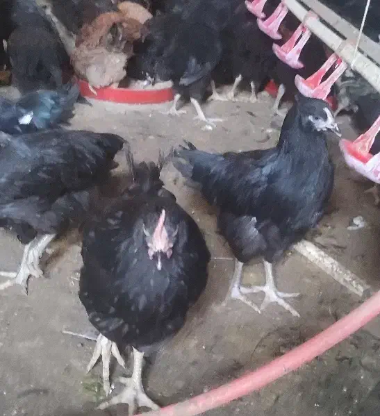 جوجه گلپایگان تاقچه 110روزه مرغ خروس سیاه جهادی|حیوانات مزرعه|مشهد, وکیل‌آباد|دیوار