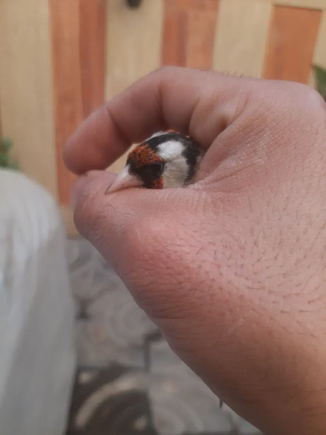 سهره نر|پرنده|تهران, مشیریه|دیوار