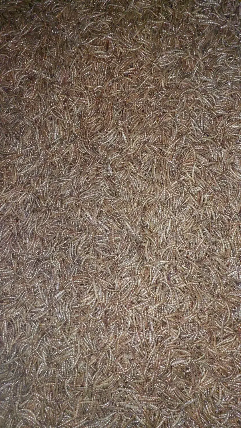 کرم سوپرورم و میلورم خشک و زنده|خزنده|رشت, کوی حسینی|دیوار