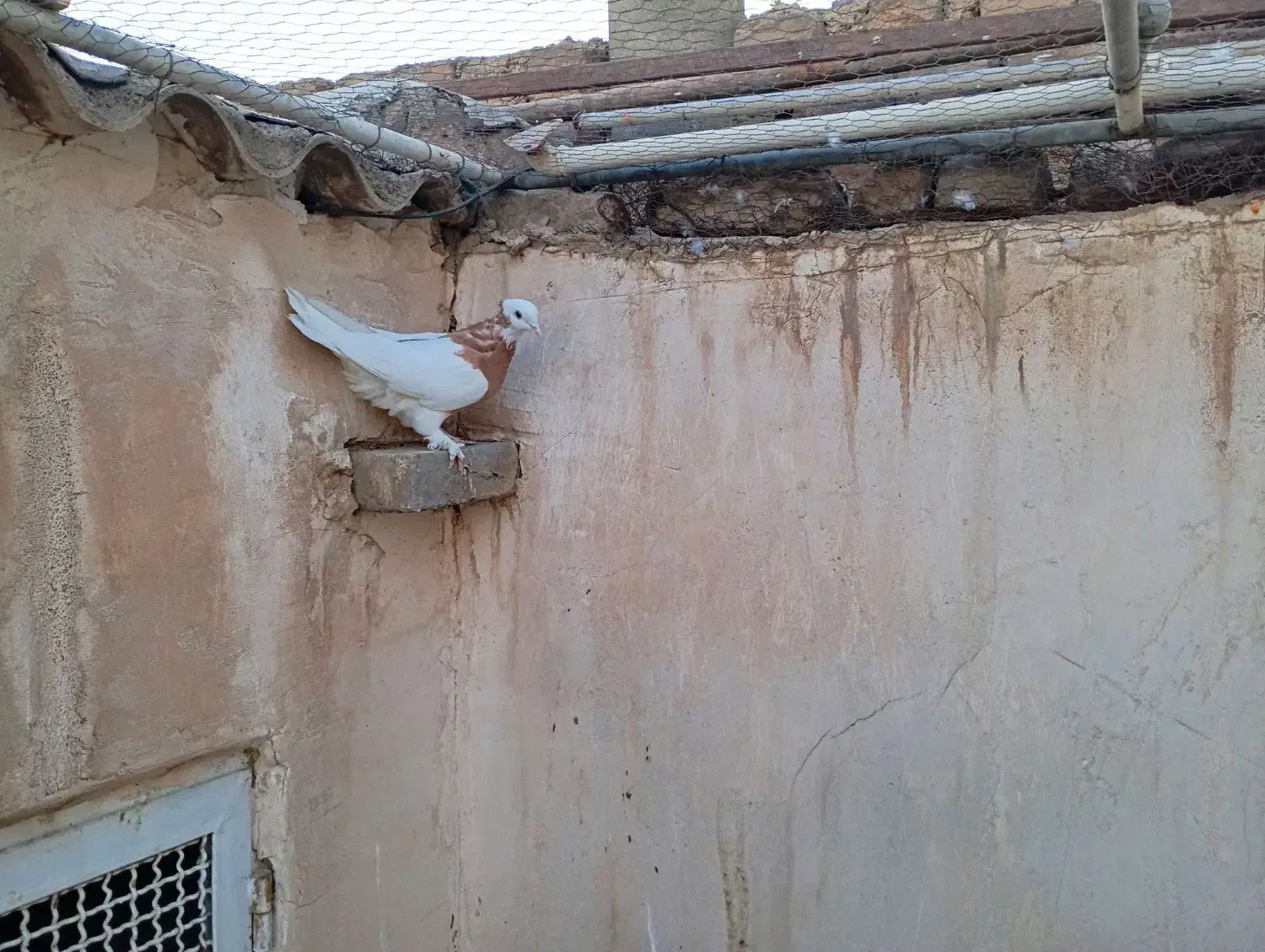 طوقی نر زرد موش پا کاکلی|پرنده|قم, مجیدیه|دیوار