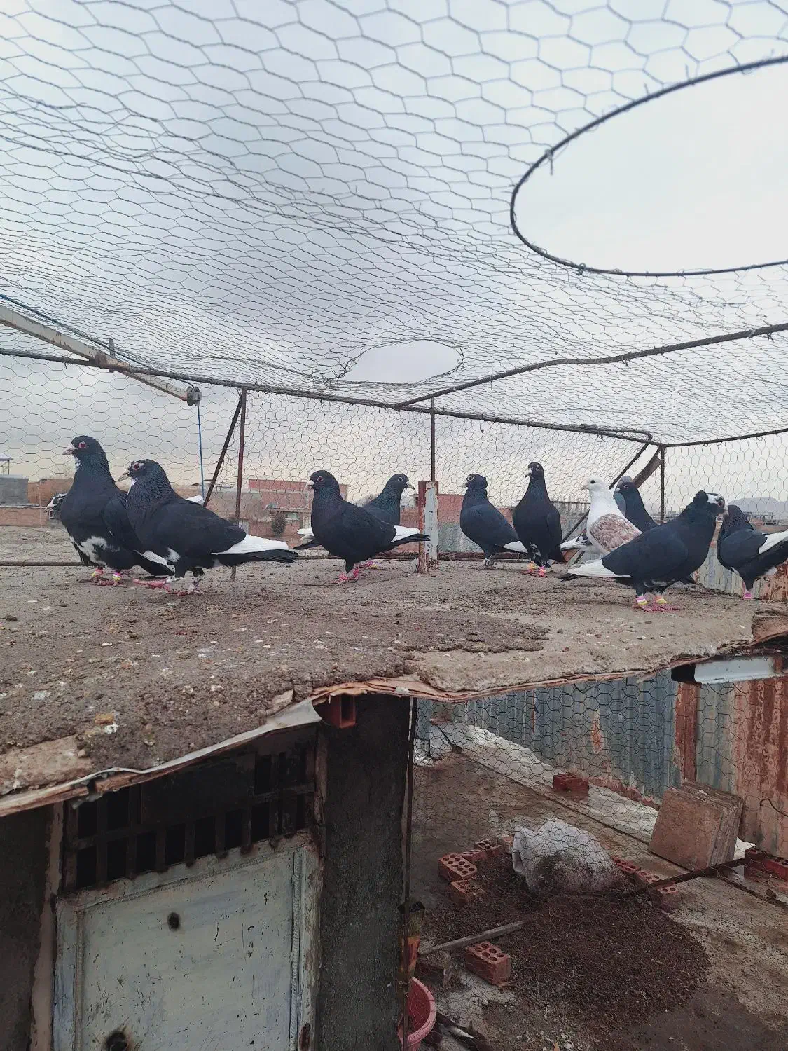 کبوتر پرنده|پرنده|کرمان, |دیوار