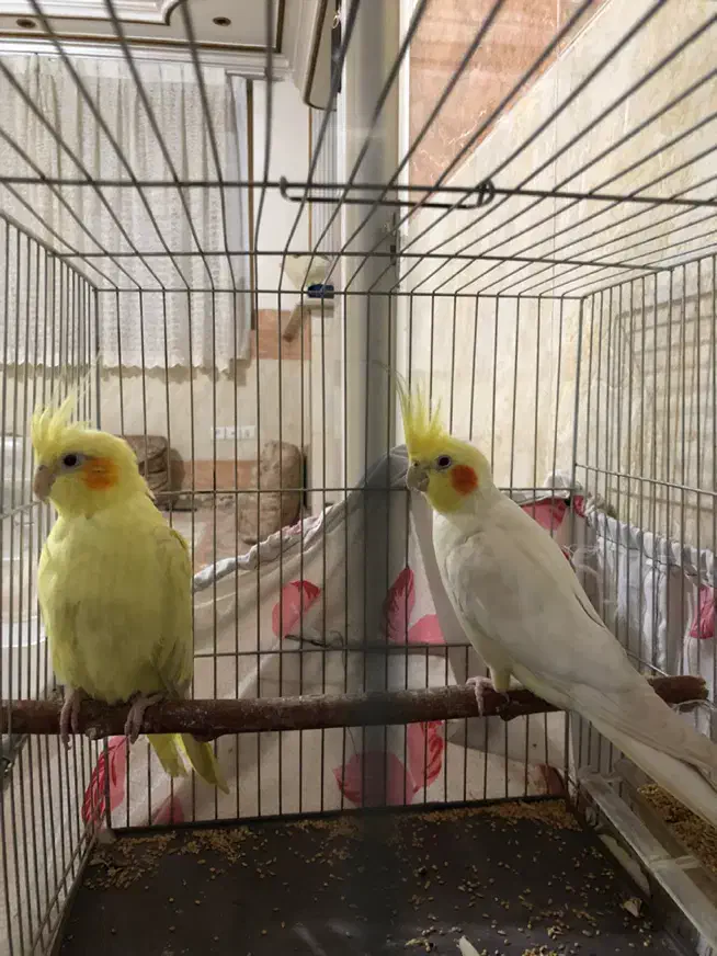 عروس هلندی مولد|پرنده|فشاپویه, |دیوار